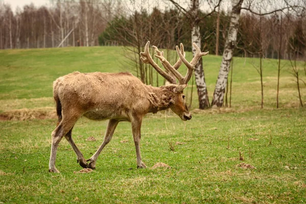 Deer Big Horns Pasture — Stock Photo, Image