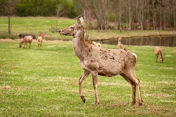 Deer Pasture Land Countryside — Stock Photo, Image
