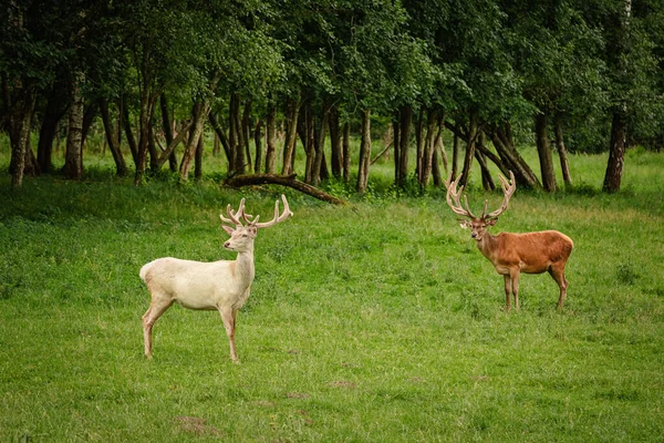 White Deer Green Lawn — Stock Photo, Image