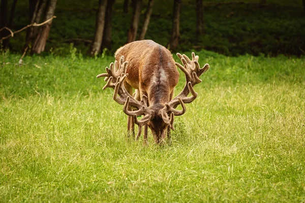 Deer Big Horns Forest — Stock Photo, Image