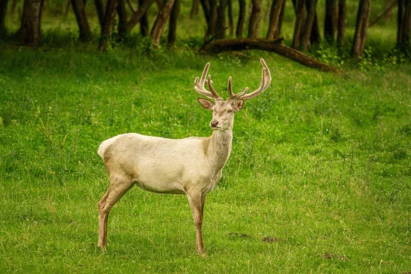 Biały Jeleń Zielonym Trawniku — Zdjęcie stockowe