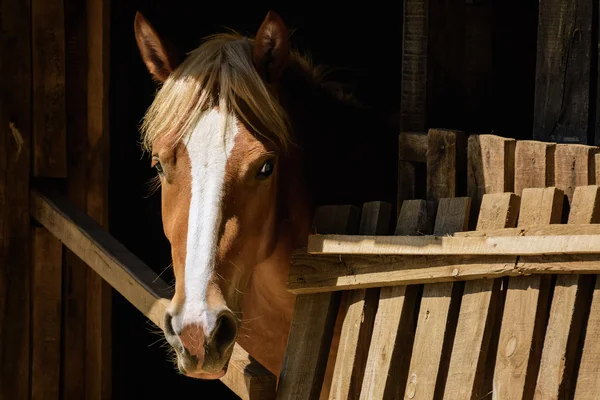 Paard — Stockfoto