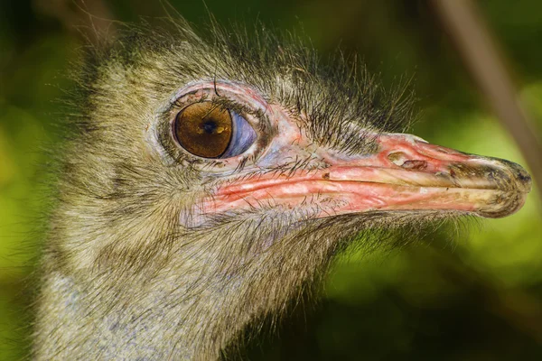 Struisvogel — Stockfoto