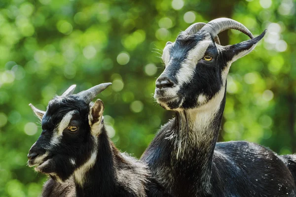 Goat — Stock Photo, Image