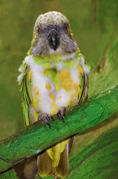 Parrot — Stock Photo, Image