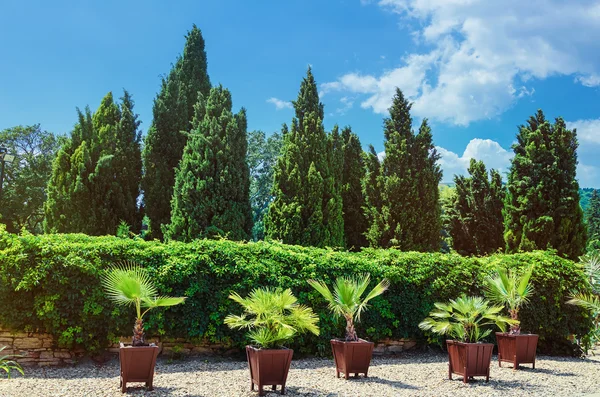 Palm Trees — Stock Photo, Image