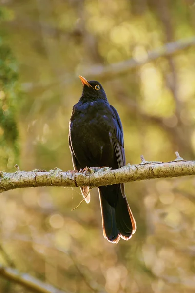 Pájaro negro común — Foto de Stock