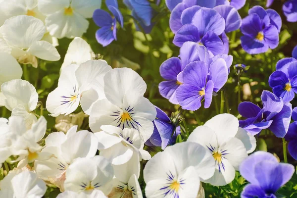 Pansy... — Fotografia de Stock