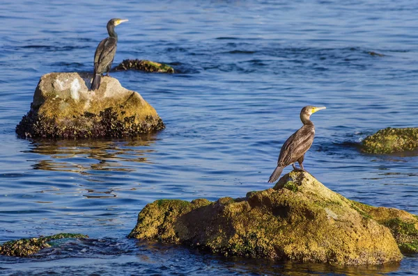 Cormorants — Stock Photo, Image