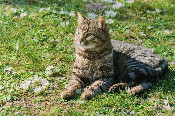 Gato mentiroso — Fotografia de Stock