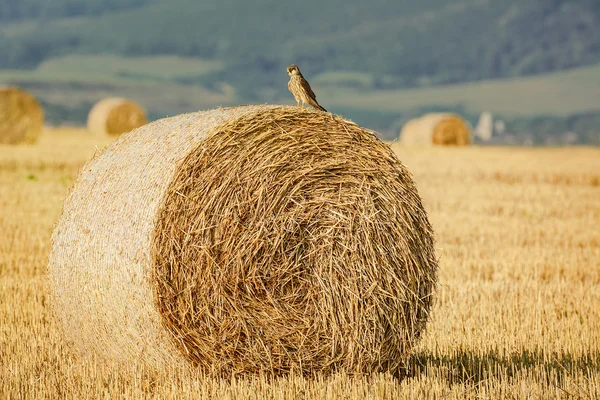 Young Falcon — Stock Photo, Image