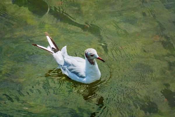 Seagull — Stock Photo, Image