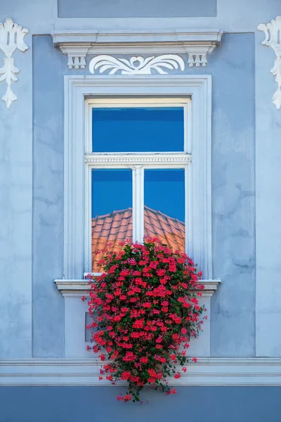 Red Flowers — Stock Photo, Image