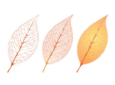 Dekoratif yaprak Set 