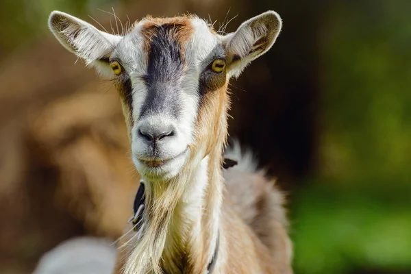 Goat — Stock Photo, Image