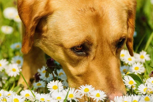 Hund att lukta blommor — Stockfoto