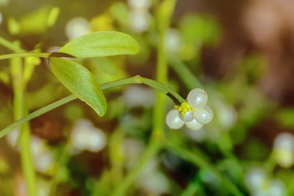 Mistel — Stockfoto