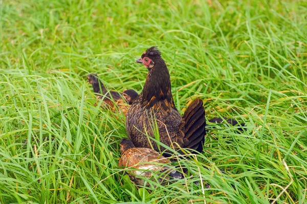 Black Hen — Stock Photo, Image