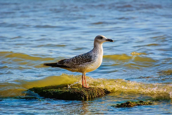 Möwen — Stockfoto