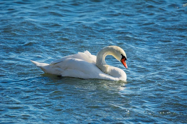 Schwan — Stockfoto