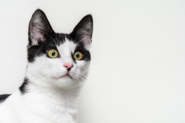 Yavru kedi