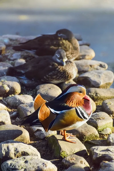 Mandarin Duck — Stock Photo, Image