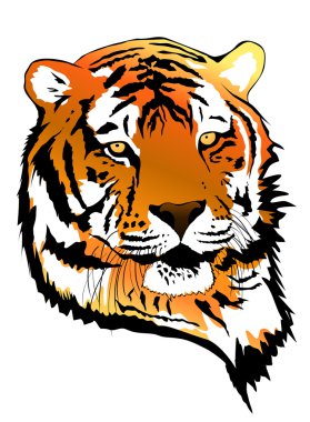 Tiger portresi