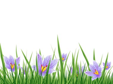 Bahar Crocus kenarlık