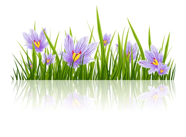 Spring Crocus Border — Stock Vector