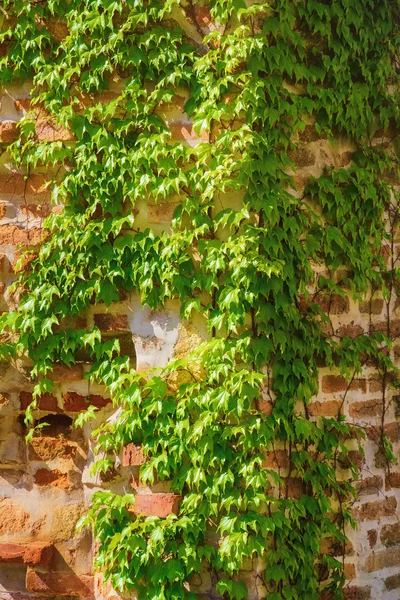 Brick Wall — Stock Photo, Image