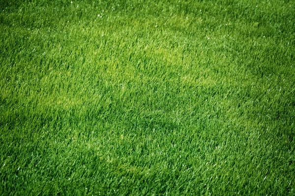 Green Grass — Stock Photo, Image