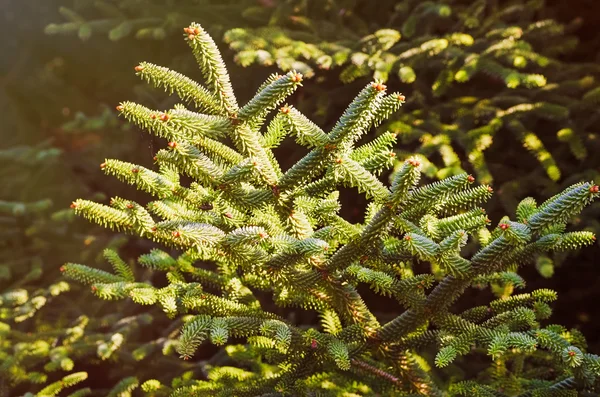 Nadelbaum — Stockfoto