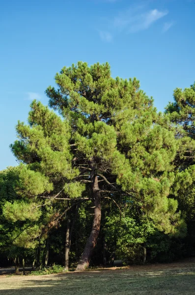 침 엽 수 나무 — 스톡 사진