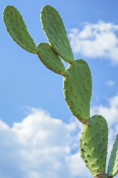 Cactus — Stock Photo, Image