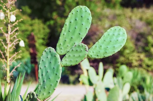 Cactus — Stock Photo, Image