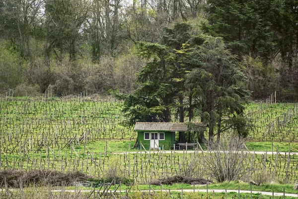 Vignoble — Photo