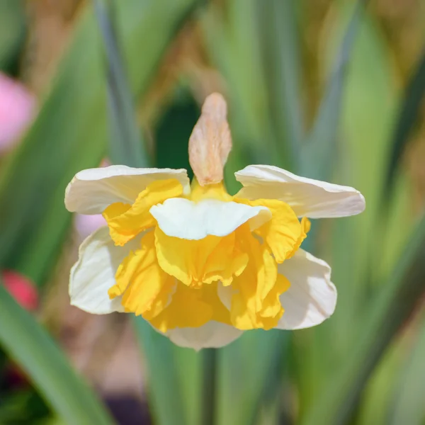 Narciso — Fotografia de Stock