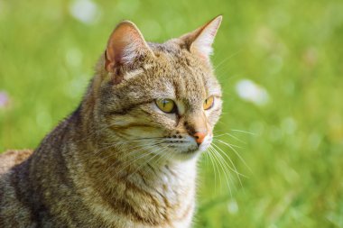 Outbred kedi