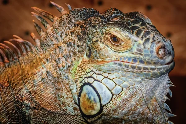 Iguana — Stockfoto