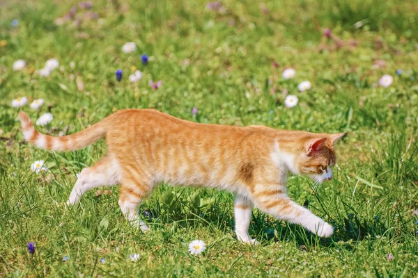 Outbred γάτα — Φωτογραφία Αρχείου