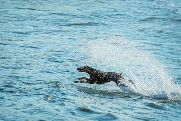 Собака и море — стоковое фото