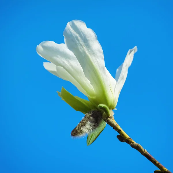 Flor de magnólia — Fotografia de Stock