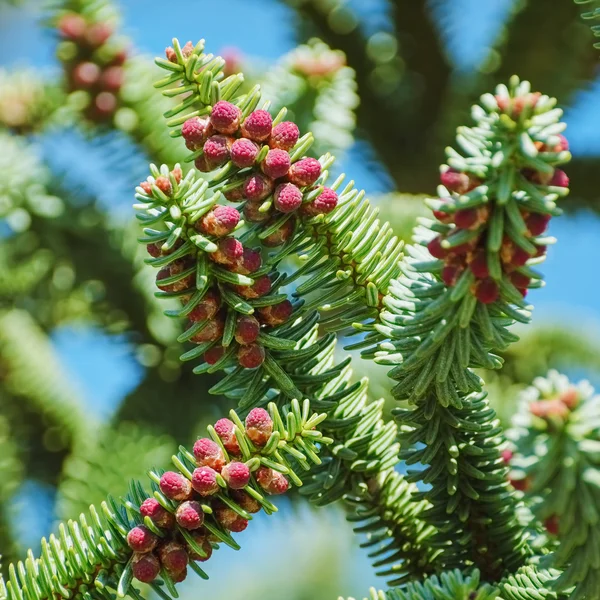 Spaanse Fir — Stockfoto