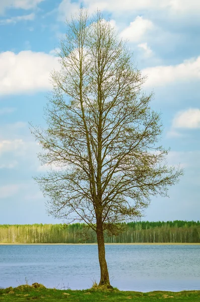 Kale boom — Stockfoto