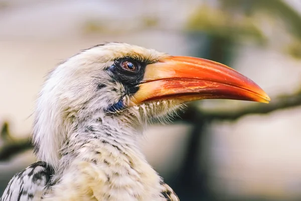 Rood-gefactureerde neushoornvogel Bird — Stockfoto