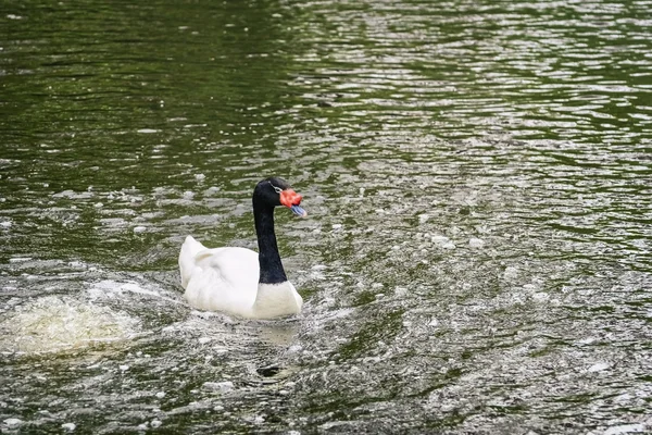 Black-necked Swan Bird — Stock Photo, Image