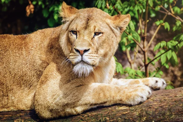 Porträt einer Löwin — Stockfoto