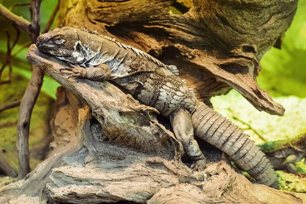 Gwatemali kolczaste ogoniasty Iguana — Zdjęcie stockowe