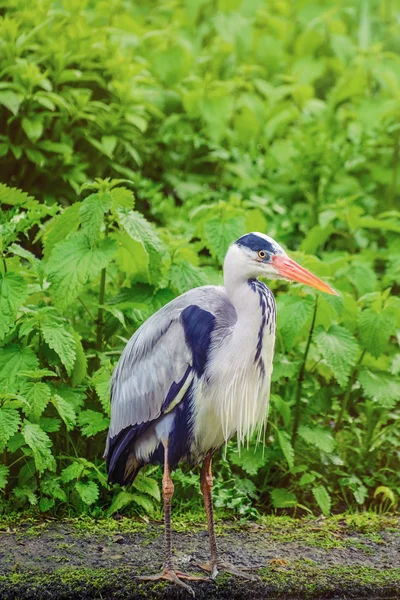 De vogel Heron — Stockfoto