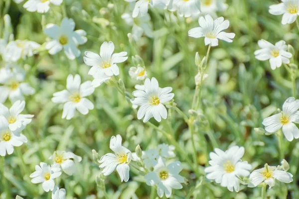The Stellaria Flowers — Stock Photo, Image